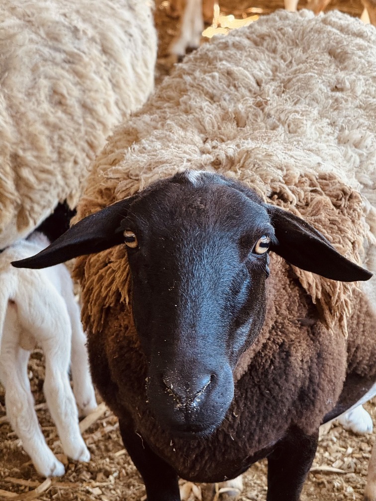 Cordeiro Cabanha Real criado com bem-estar animal